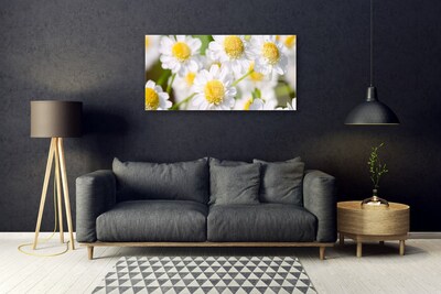 Stiklo paveikslas Gėlės Daisy gamta