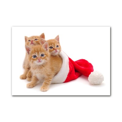 Stiklo paveikslas Saint Nicholas Cats Cats