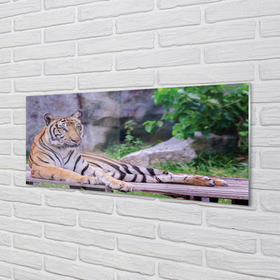 Virtuvės sienos plokštė Tigras zoologijos sode