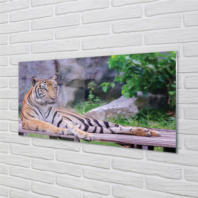 Virtuvės sienos plokštė Tigras zoologijos sode