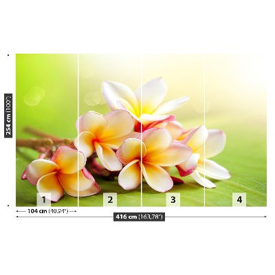 Fototapetas Frangipani gėlės