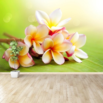 Fototapetas Frangipani gėlės