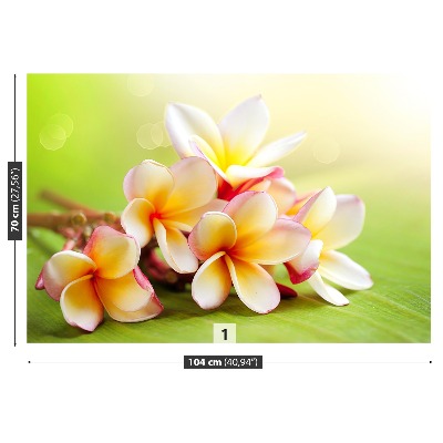 Fototapetas Frangipani gėlės