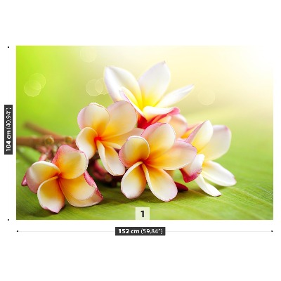 Fototapetas Frangipani gėlės