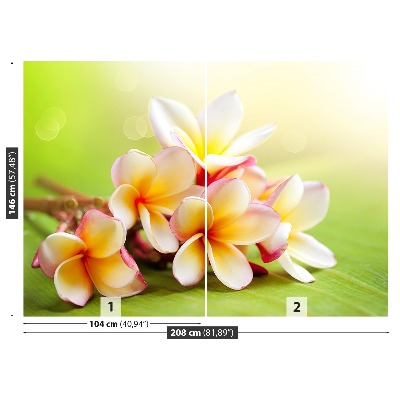 Fototapetas Frangipani gėlės