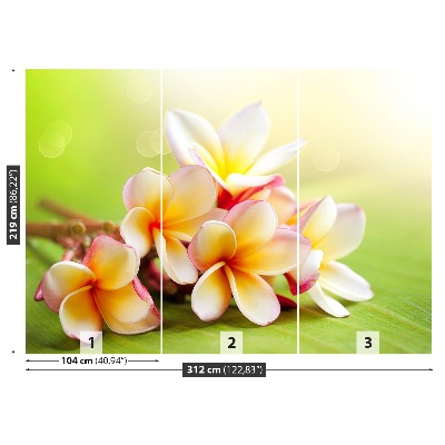 Fototapetas Frangipani gėlės