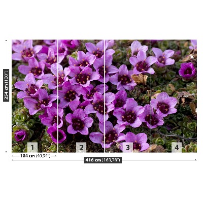 Fototapetas Violetinė saxifrage