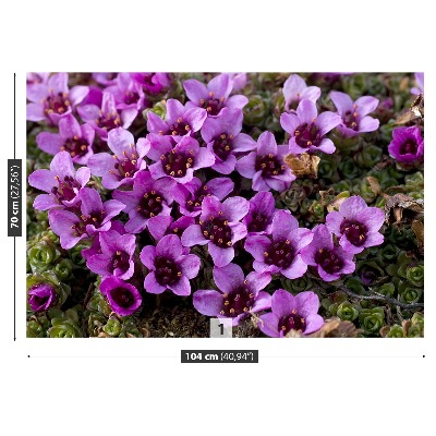 Fototapetas Violetinė saxifrage