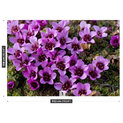 Fototapetas Violetinė saxifrage