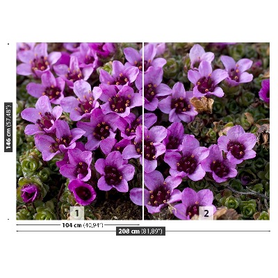 Fototapetas Violetinė saxifrage