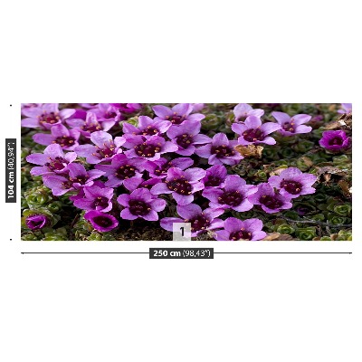 Fototapetas Violetinė saxifrage