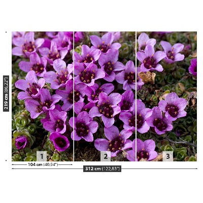 Fototapetas Violetinė saxifrage