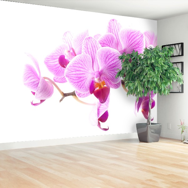 Fototapetas Rožinė orchidėja