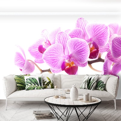 Fototapetas Rožinė orchidėja