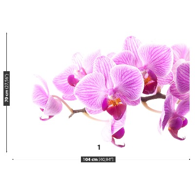 Fototapetas Rožinė orchidėja
