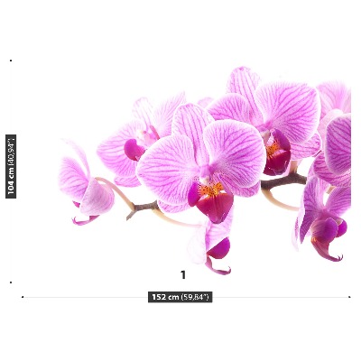Fototapetas Rožinė orchidėja