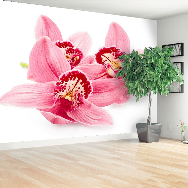 Fototapetas Rožinė orchidėja