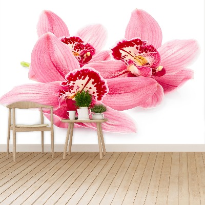 Fototapetas Rožinė orchidėja