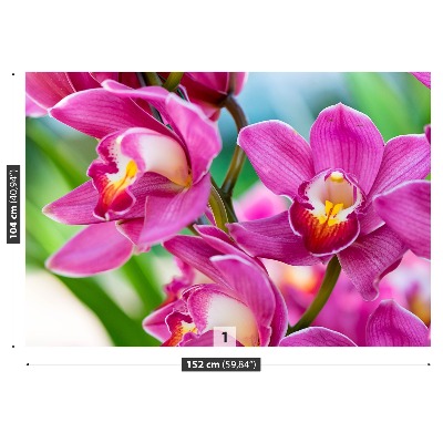 Fototapetas Rožinės orchidėjos