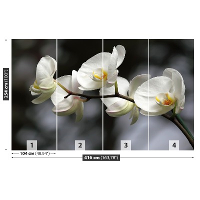 Fototapetas Balta orchidėja