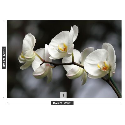 Fototapetas Balta orchidėja