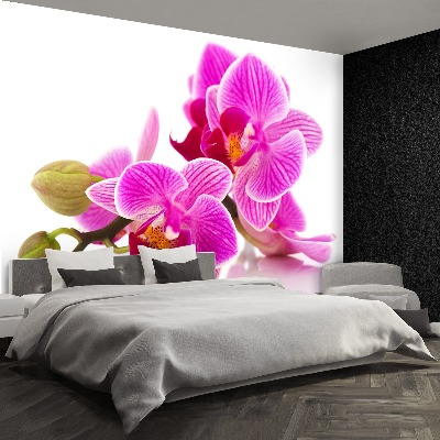 Tapetas Orchidėjų gėlės