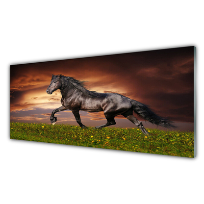 Paveikslas ant akrilinio stiklo Juodojo arklio pievų gyvūnai