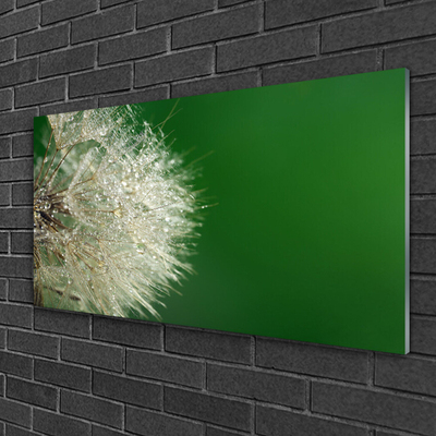 Akrilo stiklo paveikslas Kiaulpienių augalas