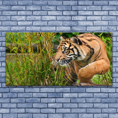 Paveikslas ant akrilinio stiklo Tigrai gyvūnai
