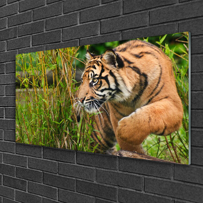 Paveikslas ant akrilinio stiklo Tigrai gyvūnai