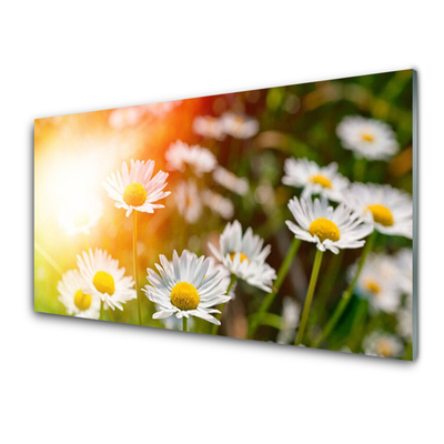 Virtuvės sieninės plokštė Daisies Gėlės Rays