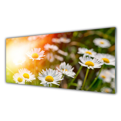 Virtuvės sieninės plokštė Daisies Gėlės Rays