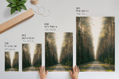 Plakatas svetainei Nuostabus miško takelis su aukštais medžiais