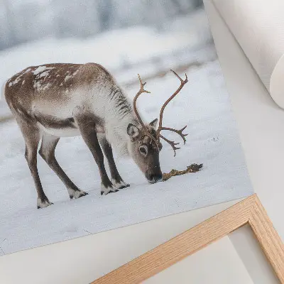 Plakatas svetainei šiauriniai elniai sniege, kuriantys gamtos ir ramybės eleganciją