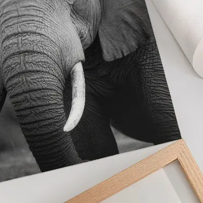 Dekoratyvinis plakatas stambiu planu nufotografuotas ramybės ir stiprybės kupinas dramblys