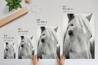 Dekoratyvinis plakatas Arklio akis juodai balta elegancija