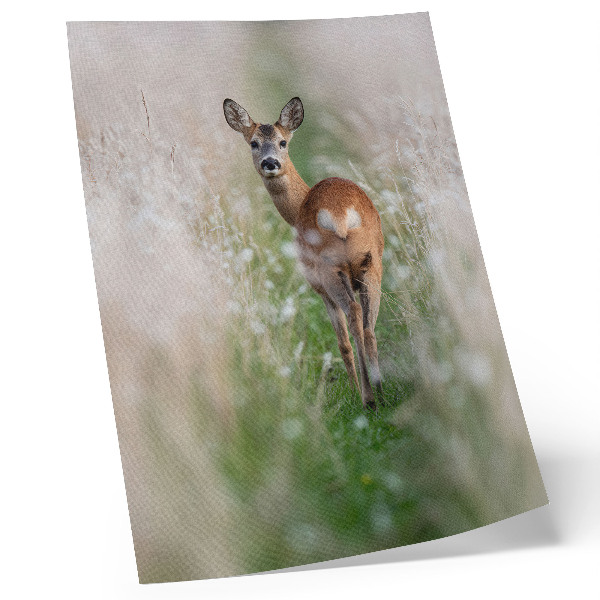 Plakatas Stirnos gamtos harmonijos ir ramybės fone