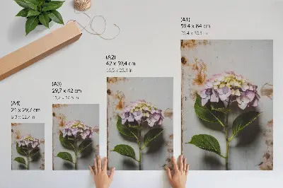 Plakatas svetainei rožinės hortenzijos su žaliais lapais kaimiškame fone