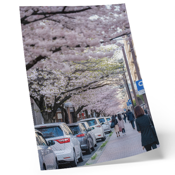 Dekoratyvinis plakatas Gatvė su vyšnių žiedais ir stovinčiais automobiliais