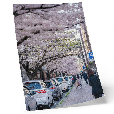 Dekoratyvinis plakatas Gatvė su vyšnių žiedais ir stovinčiais automobiliais