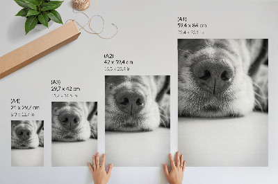 Sieninis plakatas Juodai baltos tekstūros šuns minimalistinis vaizdas iš arti