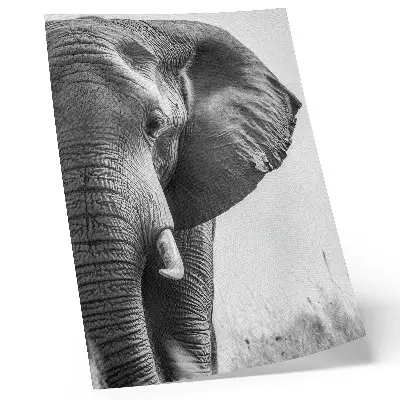 Plakatas svetainei monochromatinė atmosfera su raukšlėtos odos elegancija