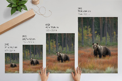 Plakatas svetainei Meška rudens miške, natūralumas ir ramybė