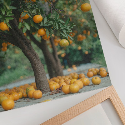 Plakatas svetainei Sultingi apelsinai ant medžio žaliame sode