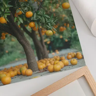 Plakatas svetainei sultingi apelsinai žaliame sode