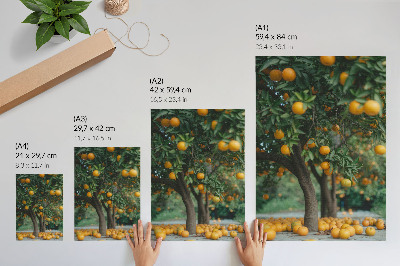 Plakatas svetainei Sultingi apelsinai ant medžio žaliame sode
