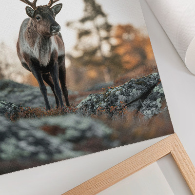 Plakatas svetainei Elnias rudens peizaže, uolų ir medžių fone