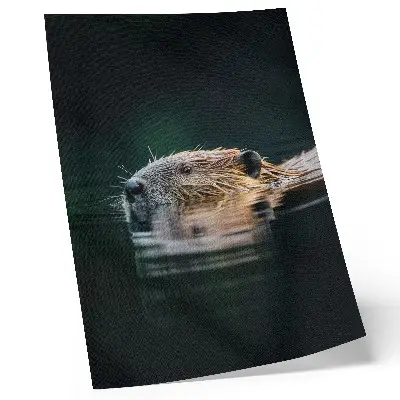 Plakatas svetainei bebras vandenyje, rami ir laukinė gamta