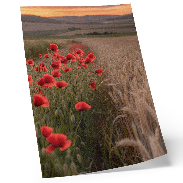 Plakatas svetainei Aguonos saulėlydžio gamta spalvų harmonija