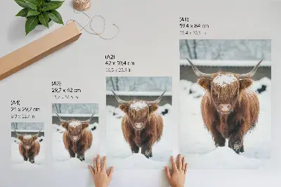 Dekoratyvinis plakatas galvijai sniege, vaizduojantys gyvūno ir gamtos kontrastą